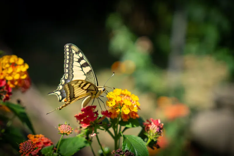 Nature Forgot to Read the Manual: Animals Whose Body Parts Are Doing Completely the Wrong Job