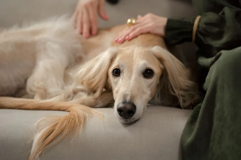 Your Dog Has Been Reading Your Emotional Diary This Whole Time — Through His Nose