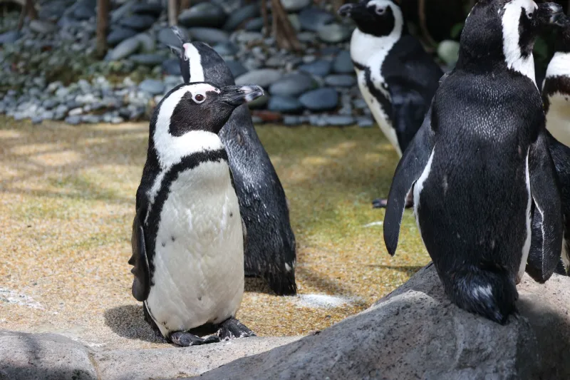 Whales Are Hiding Legs and Penguins Have Been Lying About Their Knees This Whole Time